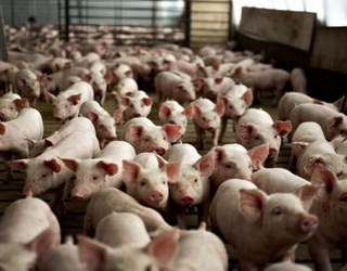«Галичина-Захід» планує збільшити на 10% продажі свиней